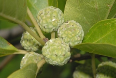 Maclura tricuspidata