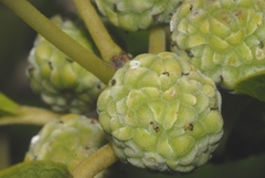 Maclura tricuspidata