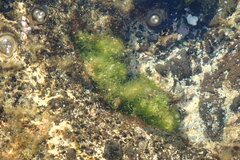 Pseudochlorodesmis furcellata