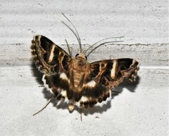 Cerocala vermiculosa