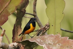 Euphonia rufiventris