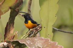 Euphonia rufiventris