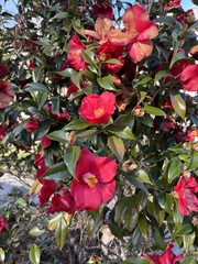 Camellia