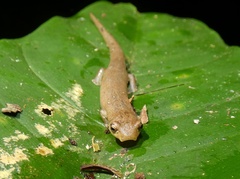 Camp Sasardi Salamander photo 3