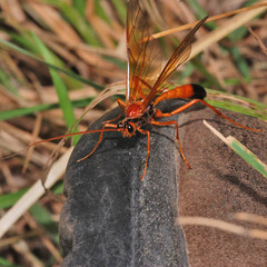 Opheltes glaucopterus