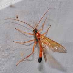 Opheltes glaucopterus