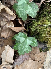 Hydrophyllum appendiculatum