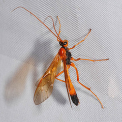 Opheltes glaucopterus