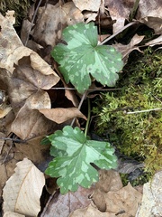 Hydrophyllum appendiculatum