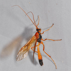 Opheltes glaucopterus