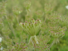 Silphiodaucus prutenicus
