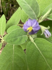 Solanum nemophilum