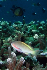 Pseudanthias huchtii