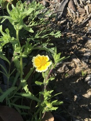 Layia platyglossa