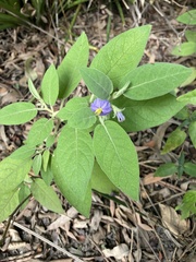 Solanum nemophilum