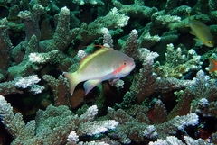 Pseudanthias huchtii