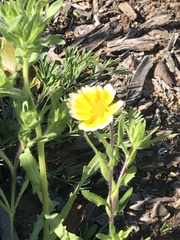 Layia platyglossa