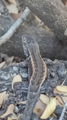 Sceloporus parvus
