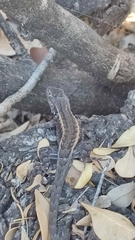 Sceloporus parvus