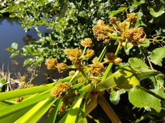 Cyperus xanthostachyus
