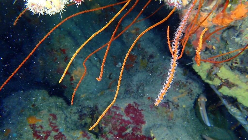bushy sea whip
