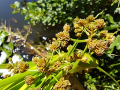 Cyperus xanthostachyus