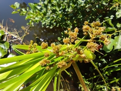 Cyperus xanthostachyus