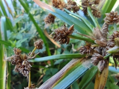 Cyperus xanthostachyus