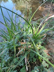 Cyperus xanthostachyus