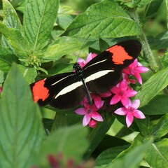 Heliconius melpomene