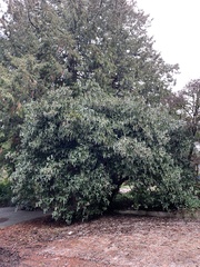 Garrya elliptica