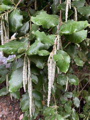 Garrya elliptica