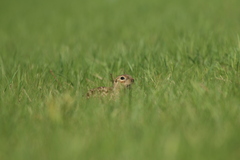 Spermophilus suslicus