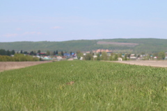 Spermophilus suslicus