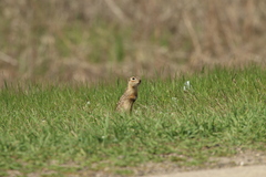 Spermophilus suslicus