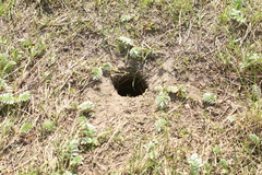 Spermophilus suslicus