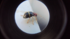 Gynandrobrotica
