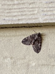 Hydriomena nubilofasciata