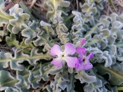 Matthiola