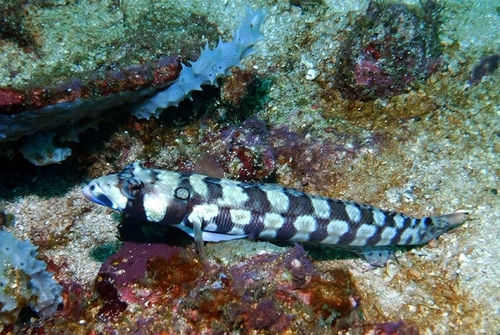 Reticulated Sandperch — seen at this dive site