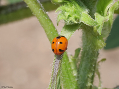 Coccinella difficilis