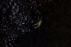 Munidopsis polymorpha
