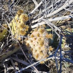 Opuntia chlorotica