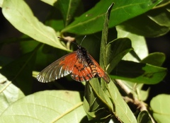 Acraea boopis