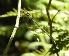 Chlorolestes tessellatus
