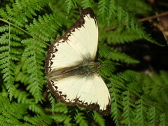 Cymothoe coranus coranus