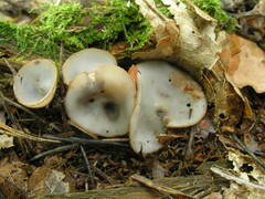 Humaria hemisphaerica