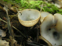 Humaria hemisphaerica