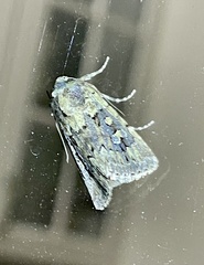 Ectopatria