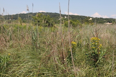 Euphorbia lucida